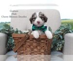 Puppy Graham Bordoodle