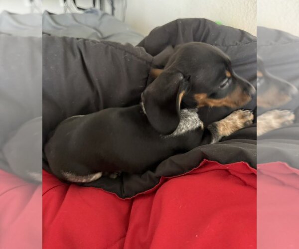 Medium Photo #4 Dachshund Puppy For Sale in AUSTIN, TX, USA