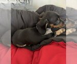 Small #3 Dachshund