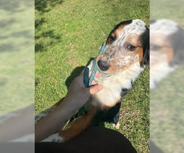 Medium Photo #1 Bernese Mountain Dog-Unknown Mix Puppy For Sale in Sparta, TN, USA