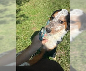 Medium Bernese Mountain Dog Mix