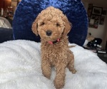 Puppy Pink Goldendoodle (Miniature)