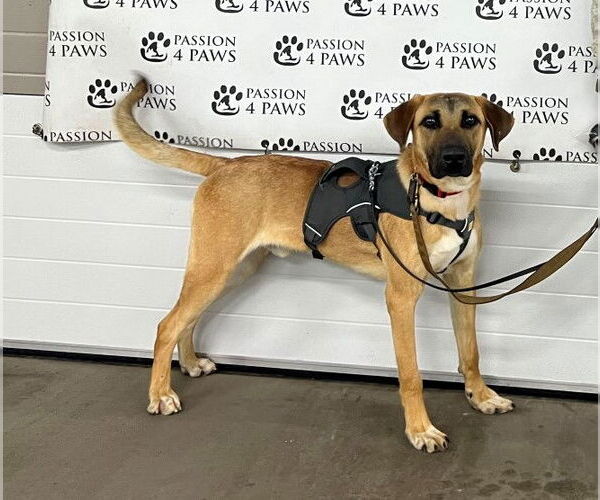 Medium Photo #5 Mutt Puppy For Sale in Shelburne, VT, USA