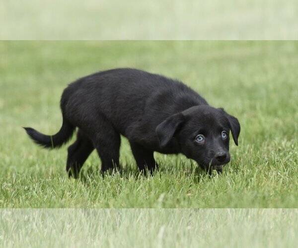 Medium Photo #4 Borador Puppy For Sale in Mechanicsburg, PA, USA