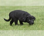 Small #3 Borador
