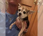 Small #35 Chihuahua Mix