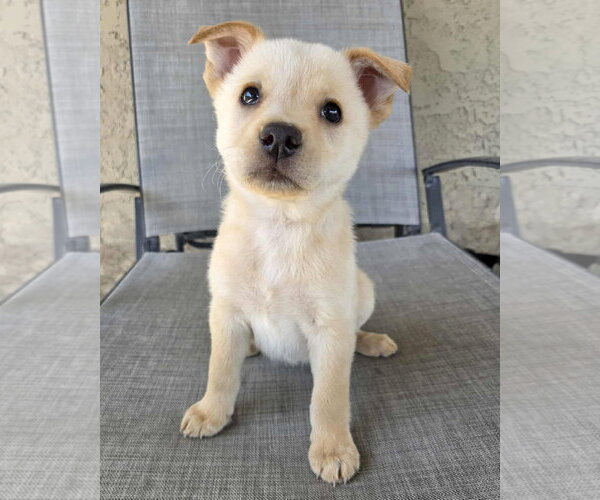 Medium Photo #2 Mutt Puppy For Sale in Corona, CA, USA