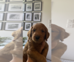 Small Photo #9 Goldendoodle Puppy For Sale in Wichita, KS, USA