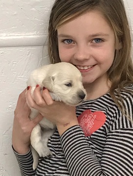 Medium Photo #1 Golden Retriever Puppy For Sale in SUFFOLK, VA, USA
