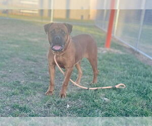 Bullmastiff-Unknown Mix Dogs for adoption in Louisville, KY, USA