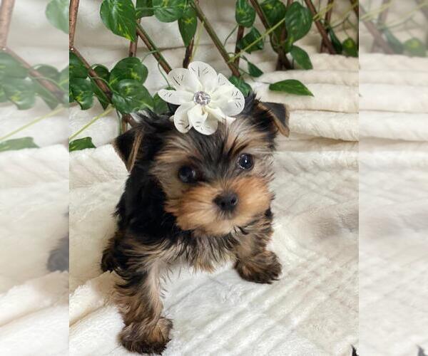 Medium Photo #11 Yorkshire Terrier Puppy For Sale in PALO ALTO, CA, USA