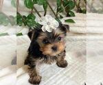 Small Photo #11 Yorkshire Terrier Puppy For Sale in PALO ALTO, CA, USA