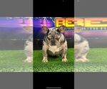 Small Photo #1 French Bulldog Puppy For Sale in NORTH PORT, FL, USA