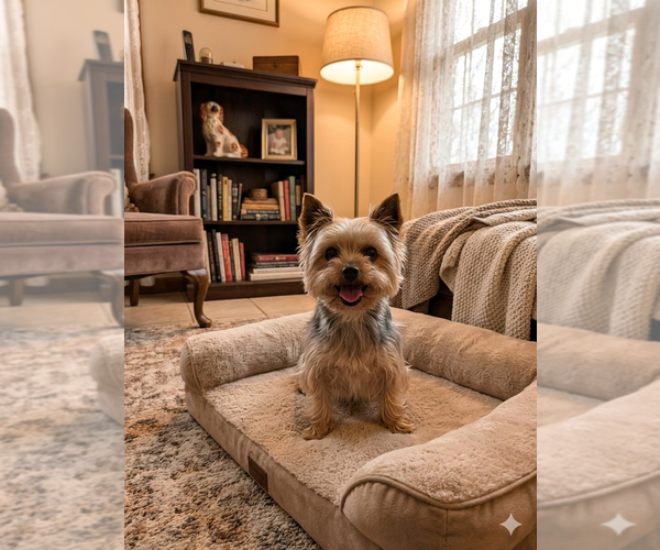 Medium Photo #1 Mutt Puppy For Sale in Vail, AZ, USA