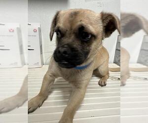 Pug-Unknown Mix Dogs for adoption in Bakersfield, CA, USA