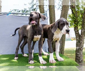Great Dane Puppy for Sale in WAKARUSA, Indiana USA