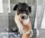 Small Photo #2 Yorkie Pin-YorkiePoo Mix Puppy For Sale in CINCINNATI, OH, USA