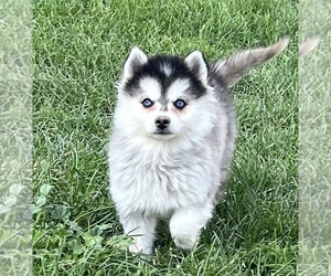 Alaskan Klee Kai Puppy for sale in MOUNTAIN HOME, ID, USA