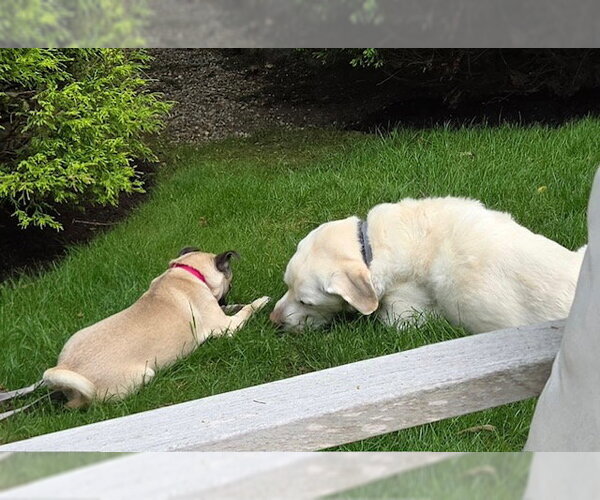 Medium Photo #2 Pug-Unknown Mix Puppy For Sale in Sterling, MA, USA