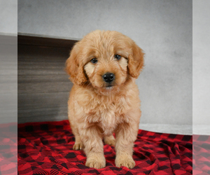 Goldendoodle Puppy for sale in ITASCA, TX, USA