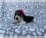 Small #4 Beagle