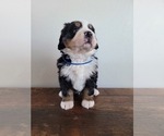 Small Photo #13 Bernese Mountain Dog Puppy For Sale in CUBA CITY, WI, USA