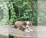 Small Photo #3 Miniature Australian Shepherd Puppy For Sale in DESHA, AR, USA