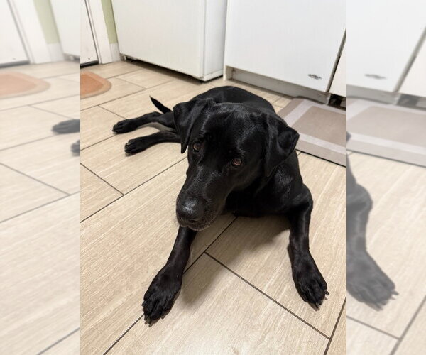 Medium Photo #2 Labrador Retriever-Unknown Mix Puppy For Sale in Salt Lake City, UT, USA