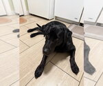 Small Photo #2 Labrador Retriever-Unknown Mix Puppy For Sale in Salt Lake City, UT, USA