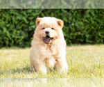 Small #30 Chow Chow