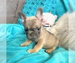 Small #6 French Bulldog