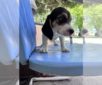 Small #4 Beagle
