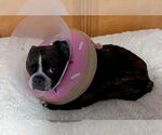 Small #1 Boston Terrier