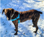 Small #3 Mountain Cur Mix