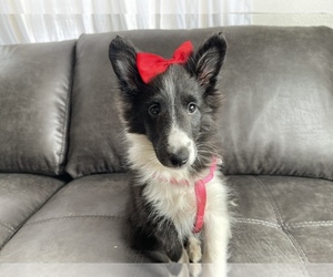 Shetland Sheepdog Puppy for sale in PERALTA, NM, USA