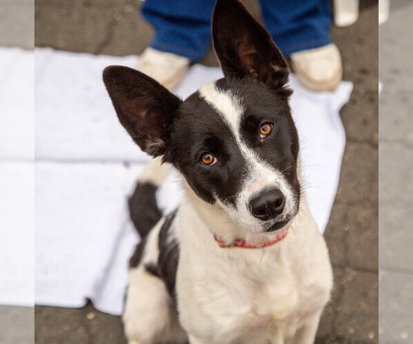 Medium Photo #13 Border Collie-Unknown Mix Puppy For Sale in Canton, CT, USA