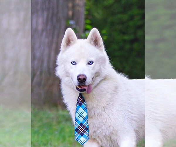 Medium Photo #6 Siberian Husky-Unknown Mix Puppy For Sale in Unionville, PA, USA