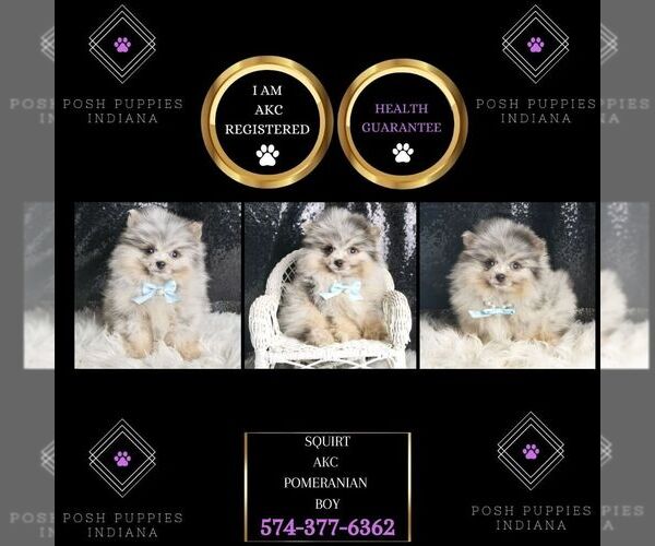 Medium Photo #1 Pomeranian Puppy For Sale in WARSAW, IN, USA