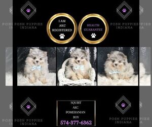 Medium Pomeranian
