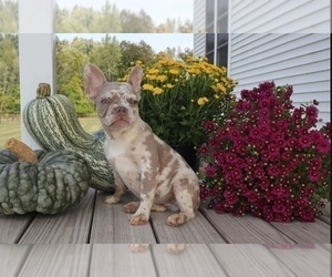 French Bulldog Puppy for sale in INDIANAPOLIS, IN, USA