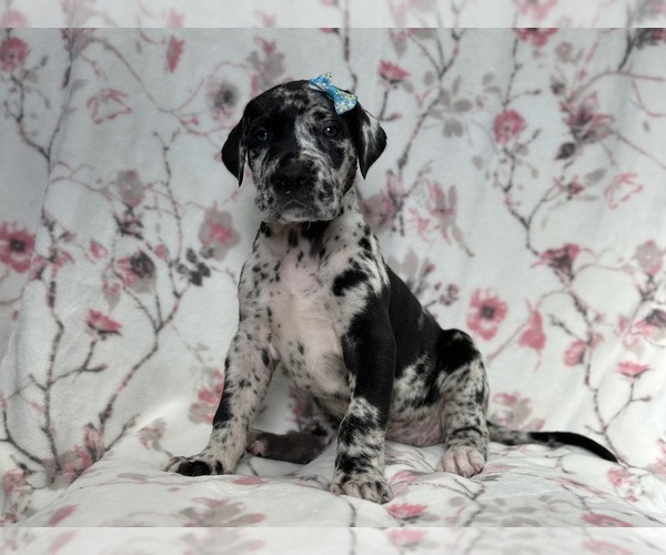 Medium Photo #6 Great Dane Puppy For Sale in LAKELAND, FL, USA