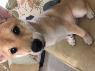 Shiba Inu Puppy for sale in PLEASANT HILL, CA, USA