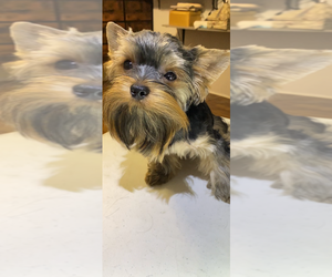 Medium Yorkshire Terrier