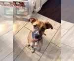 Small #1 Mutt