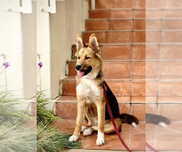 Medium Photo #3 Siberian Husky-Unknown Mix Puppy For Sale in Dana Point, CA, USA
