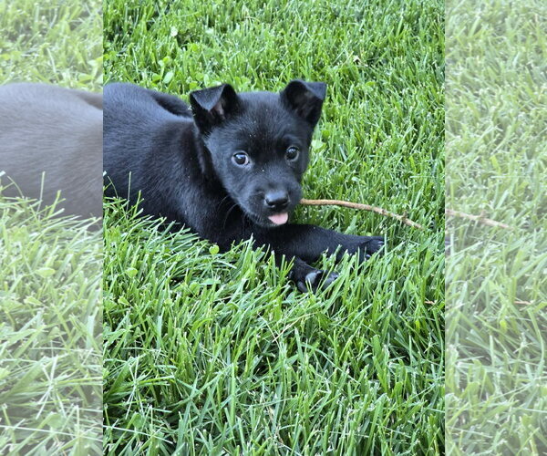 Medium Photo #1 Labsky Puppy For Sale in Hillsboro, MO, USA