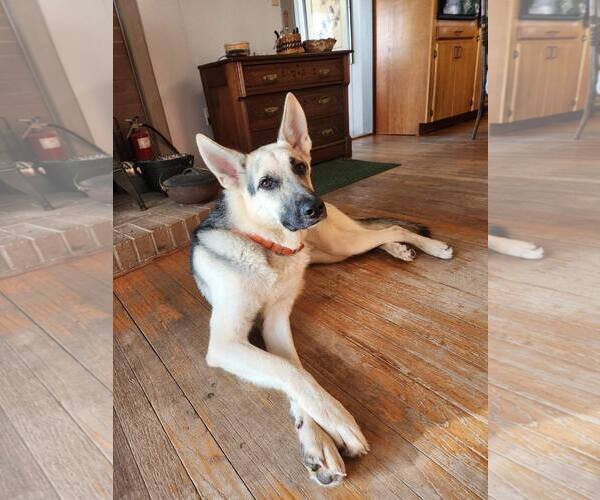 Medium Photo #2 German Shepherd Dog Puppy For Sale in Montgomery, AL, USA