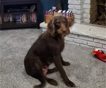 Small #12 German Shorthaired Pointer-Labradoodle Mix