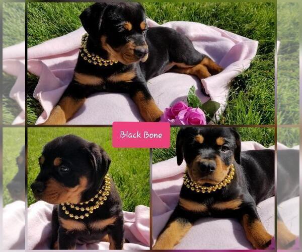 Medium Photo #3 Rottweiler Puppy For Sale in COLUMBIA, MO, USA