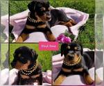 Small Photo #3 Rottweiler Puppy For Sale in COLUMBIA, MO, USA